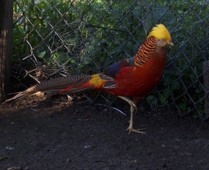 This is our Golden Crested Pheasant who lives out in the peacock house. He is a little camera shy, but he finally struck this pose to show off his beautiful coloration.