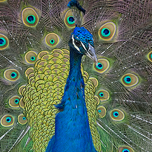This is a photo of an Indian peacock displaying his familiar but exotic tail. The photo comes from the San Diego Zoo's website. Click on the picture to check out their pictures!